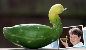 Дженни Бумпас из Большой Британии нашла на своем огороде огурец в форме утенка. Пораженные болезнями овощи часто вырастают покрученными. Но такая форма может свидетельствовать о нехватке влаги в земле