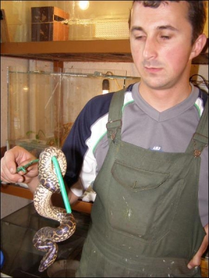 31-річний завідувач акватераріумом Руслан Гомзар тримає молоду анаконду у витягнутій руці й не зводить очей зі змії. Якщо піднести її ближче до тіла — неодмінно вкусить