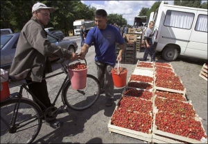 В Україні частіше вирощують полуницю, бо вона дає більший урожай і не така вибаглива в догляді. Для кращого врожаю полуницю пересаджують наприкінці квітня та у вересні, а суницю — влітку