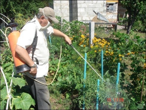 Володимир Горобець має дачу біля метро Славутич. Він вирощує помідори на чотирьох невеликих грядках. Цього року від фітофтори обприскав їх сумішшю із бордоської кислоти та вапна