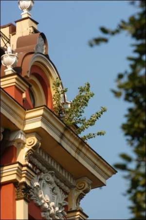Дерево растет на фасаде 107-летнего дома на углу Прорезной и Владимирской. Сейчас дом реставрируют
