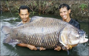 Таїландський рибалка Кік (праворуч) із колегою ледь втримали рибину, щоб зробити фото