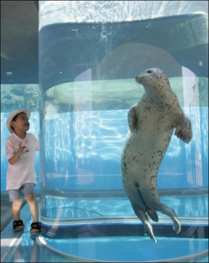 Риосуке Шинохара из столицы Японии Токио играется с тюленем в морском аквамузее Хаккейдзима японского города Йокогама
