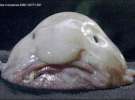 Риба-крапля (Blobfish)