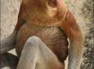 Носач (Proboscis Monkey)