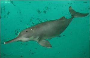Цього дельфіна 2002 року сфотографували в акваріумі в китайській столиці Пекіні. Він уже помер