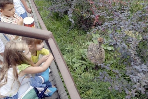 Возле новорожденного страуса в Киевском зоопарке собираются дети. Отец птенца высиживал его 40 дней. На несколько часов в день его подменяла самка
