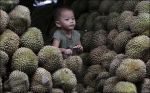 Мальчик в Бангкоке, столице Таиланда, присматривает за плодами дуриана, потому что их нельзя сохранять в закрытом помещении. Дуриан - это король фруктов и самый вонючий  в мире плод. Его запах  сравнивают с тухлым мясом.  Таксисты отказываются подвозить к