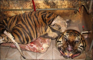 Убитий тигр лежить у підсобному приміщенні кафе в столиці В’єтнаму Ханої. Його власниця незаконно купила двох тварин за 40 тисяч доларів і торгувала ліками з їхніх кісток