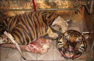 Убитий тигр лежить у підсобному приміщенні кафе в столиці В’єтнаму Ханої. Його власниця незаконно купила двох тварин за 40 тисяч доларів і торгувала ліками з їхніх кісток