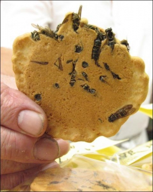 На крекерной фабрике в японском городе Омачи осиный фан-клуб получил разрешение готовить рисовые крекеры с осами, которые придают печенью специфический аромат