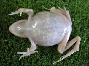 Завдяки прозорій шкірі вчені спостерігатимуть за процесами в організмі  жаби, над якою ставитимуть експерименти