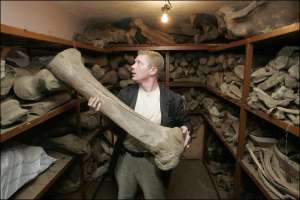 Работник музея Ледникового периода Александр Свалов осматривает кости мамонта в складском помещении