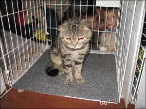 Капловухий Альоша чекає моменту, щоб утікти з клітки, на Міжнародному шоу котів