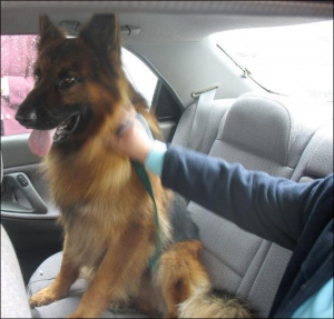 Агенты подразделения по борьбе с хищениями перевозят похищенную ради выкупа собаку ее владельцам