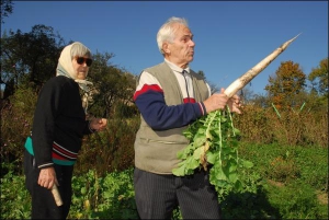 На удобренных компостом грядках Анастасия Шевченко и Роман Булич собирают корнеплоды дайкона длиной до 70 сантиметров. На обычных участках овощ вырастает в три раза меньше