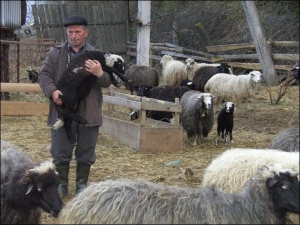 Головний вівчар фермерського господарства ”Явірник” Михайло Стець біля отари в селищі Міжгір’я