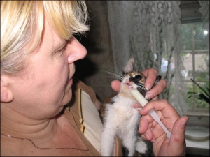 Нина Нечипоренко из Черкасс кормит приблудного котенка из шприца