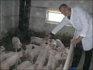 Заместитель директора свинокомплекса в селе Тячевка на Закарпатье Михаил Рошко показывает молодняк. На ферме можно выращивать до 10 тысяч свиней в год