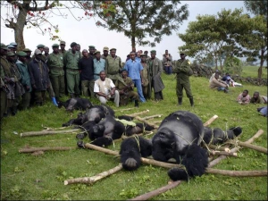 Летом работники национального парка ”Вирунга” нашли четырех мертвых горилл. А в начале года — двое расчлененных. Военные убивали их ради еды