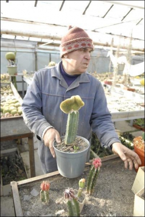 Заведующий отдела сукулентных растений столичной агрофирмы ”Цветы Украины” Альберт Мигач показывает цветные привитые кактусы. Их соединили в этом году в теплице предприятия