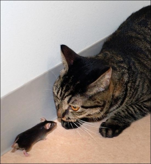 Мышь, которой японские ученые заблокировали обонятельные рецепторы, перестала идентифицировать запах кота с угрозой. Она влезала под него и игралась с ошейником