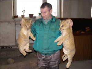 38-летний заведующий сектором хищных зверей Ровенского зоопарка Петр Свиридон ежедневно выпускает львят прогуляться по террариуму. Достает их из клетки за складку шкуры на шее — так переносит зверенышей львица-мать