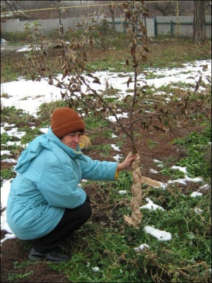 Ольга Горпинко із Погребів Глобинського району на Полтавщині у своєму саду обмотує папером на зиму стовбур яблуньки