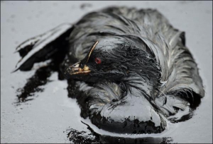 В таком состоянии были птицы на берегу острова Коса Тузла после аварии российского танкера с нефтепродуктами 11 ноября