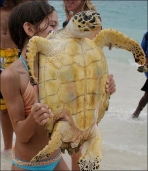 После реабилитационного периода на колумбийских Островах Розарио морскую черепаху отпускают в море