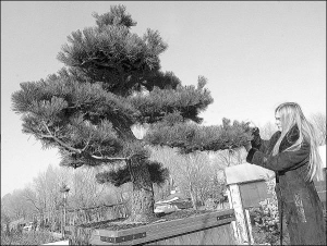 Виктория Желиховская из столичного садово-ландшафтного центра ”Элит Эдельвейс” показывает сосну-бонсай. Это 50-летнее дерево стоит 53600 гривен. Чтобы деревце имело такой выгнутый ствол, его постепенно сгибают, а ветви подрезают. Бонсаи выращивают на прот