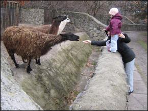 Відвідувачі Черкаського зоопарку підгодовують лам шматками хліба. Тварини до людей звикли й сміливо простягають голови до рук