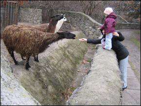 Посетители Черкасского зоопарка подкармливают лам кусочками хлеба. Животные к людям привыкли и смело тянутся к рукам