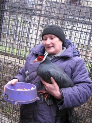 Працівниця секції птахів Черкаського міського зоопарку Ніна Носова тримає самця синього вухатого павича. Пара таких птахів коштує 250 доларів