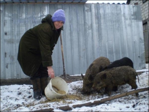 Надежда Одинец кормит трехмесячных диких поросят ячменем возле собственного двора в селе Розумивка Карловского района
