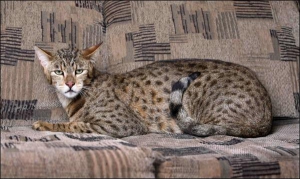 Над виведенням породи кішки ашери працювала ціла команда генетиків. Міні-леопард важить до 25 кілограмів і має зріст понад 1 метр, коли встає на задні лапи