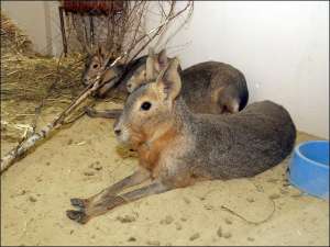 Трьох патагонських зайців у Харківському зоопарку поки що тримають за склом. Тварини бояться незвичних звуків і запахів