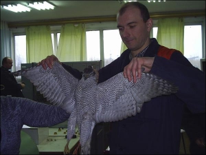 Працівник Ладижинської теплоелектростанції Вадим Черній тримає мертвого яструба, що розбився, переслідуючи голуба