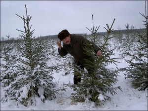Начальник Синицкого лесопитомника на Уманщине Василий Плахтоник показывает какого размера елки лучше продаются перед Новым годом