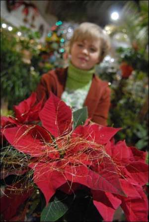 Оксана Черникова из столичного центра ”Цветы Украины” показывает пуансеттию, украшенную к Рождеству золотистым дождиком. Такой горшок стоит 40 гривен