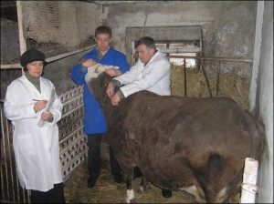Врачи районной ветлечебницы в райцентре Калиновка делают бесплатную прививку от бешенства корове Майке. Семья Мудриков обратилась к ним, когда услышала о гибели животного в селе Малый Чернятин