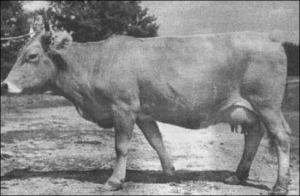 Корови лебединської породи переважно сіробурої масті. Дають молоко жирністю 3,8–3,9 відсотка