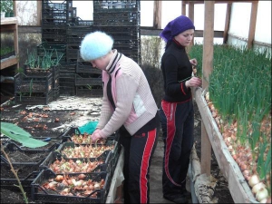Світлана Калиняк (ліворуч) та Мар’яна Горбач висаджують цибулю в теплиці агрофірми ”Зорепад”. У ящиках зелень росте втричі швидше, ніж у ґрунті