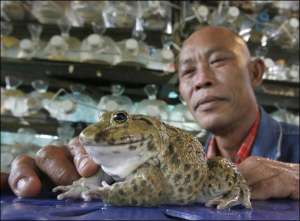 56-річний таїландець Чаон Пексун вирощує жаб на своїй фермі в селі Након Ратчасімха. У двох водоймах налічується близько 10 тисяч земноводних. Фермер продає їх місцевим ресторанам по 2,66 долара за кілограм. Щомісяця заробляє близько 1,5 тисячі. Жаб’ячу ф