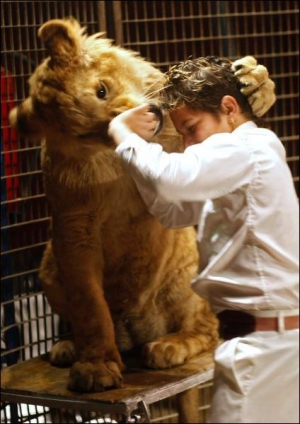 Выступления со львами не кажутся Хорхе Эличу опасными, так как всех зверей он знает с рождения
