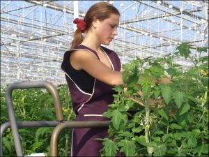 Овощевод Наталия Смык обрезает лишние побеги на помидорах в теплице Тального