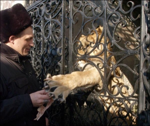 Засуджений Олег Власенко годує лева Лаврентія Павловича курячим м’ясом. Тварина їсть двічі на день