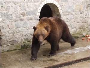 Фермер Олександр Гудименко тримав ведмедя в невеликій клітці та цькував собаками