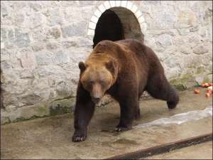 Фермер Александр Гудыменко держал медведя в небольшой клетке и травил собаками