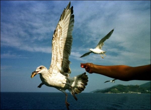 Турист кормит чайку во время прогулки на пароме из Афин на остров Парос в Греции